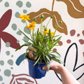 Coreopsis grandiflora 'Castello' [British Grown Herbaceous Perennial] - Sprouts of Bristol