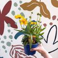 Coreopsis grandiflora 'Castello' [British Grown Herbaceous Perennial] - Sprouts of Bristol