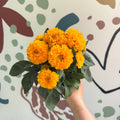 Coreopsis grandiflora 'Double The Sun' [Herbaceous Perennial] - Sprouts of Bristol