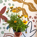 Coreopsis grandiflora 'Grand Yellow' [Herbaceous Perennial] - Sprouts of Bristol