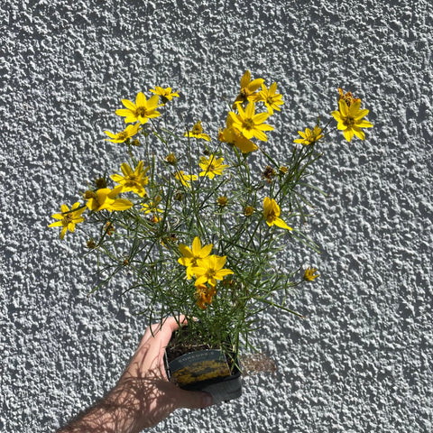 Coreopsis verticillata ‘Zagreb’ – British Grown - Sprouts of Bristol