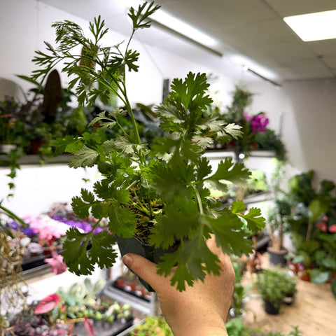 Coriandrum sativum - Coriander - British Grown Culinary Herb - Sprouts of Bristol