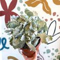Cotyledon undulata - Silver Crown Plant - Sprouts of Bristol
