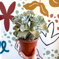 Cotyledon undulata - Silver Crown Plant - Sprouts of Bristol