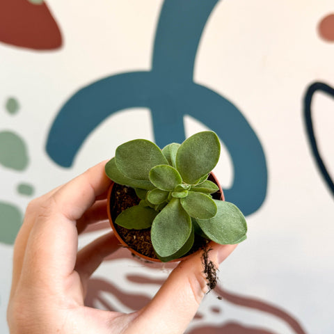Crassula cotyledonis - Silver Ripple Jade - Sprouts of Bristol