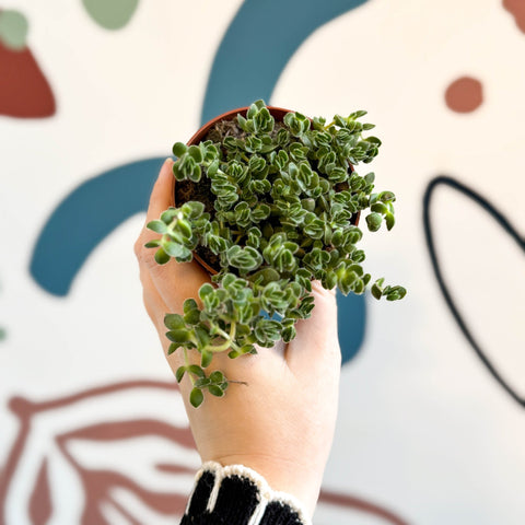 Crassula lanuginosa var. pachystemon 'David' - Sprouts of Bristol