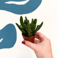 Crassula ovata ‘Hobbit’ - Sprouts of Bristol