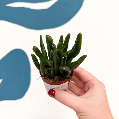 Crassula ovata ‘Hobbit’ - Sprouts of Bristol
