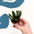 Crassula ovata ‘Hobbit’ - Sprouts of Bristol