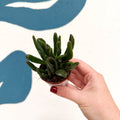 Crassula ovata ‘Hobbit’ - Sprouts of Bristol