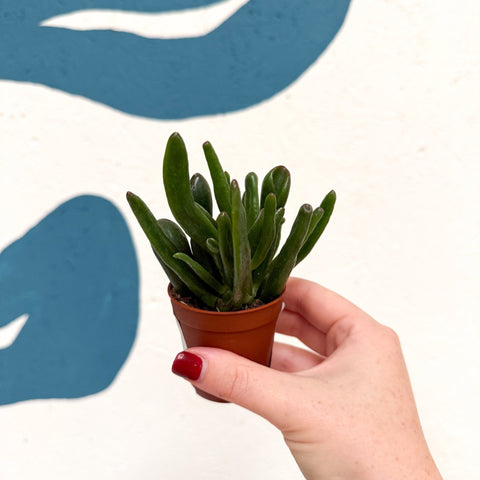 Crassula ovata ‘Hobbit’ - Sprouts of Bristol