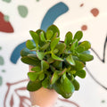 Crassula ovata - Jade Plant - Sprouts of Bristol
