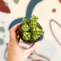 Crassula perforata 'variegata' - Variegated Necklace Vine - Sprouts of Bristol