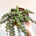 Crassula x rupestris f. marnieriana 'Hottentot' - Jade Necklace - Sprouts of Bristol