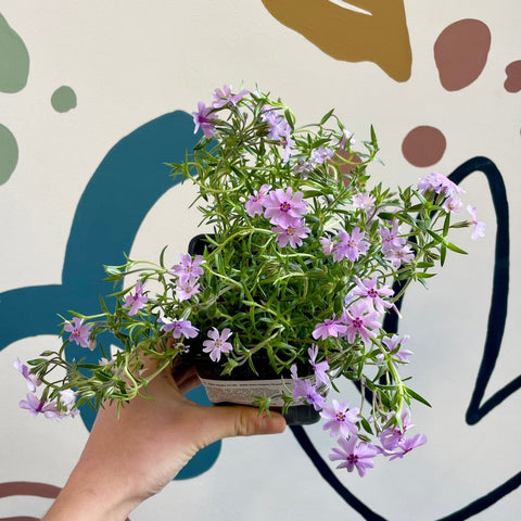 Creeping Phlox - Phlox subulata 'Fort Hill' - British Grown Evergreen Perennial Alpine - Sprouts of Bristol