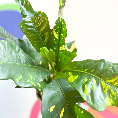 Croton - Codiaeum variegatum var. pictum 'Magnificent' - Sprouts of Bristol