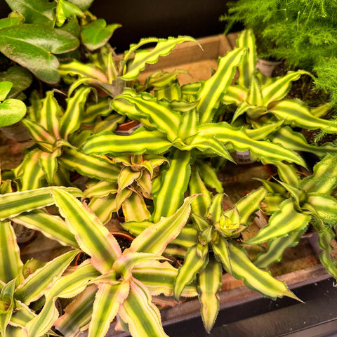 Cryptanthus bivittatus - Earth Star Plant Lucky Dip - Sprouts of Bristol