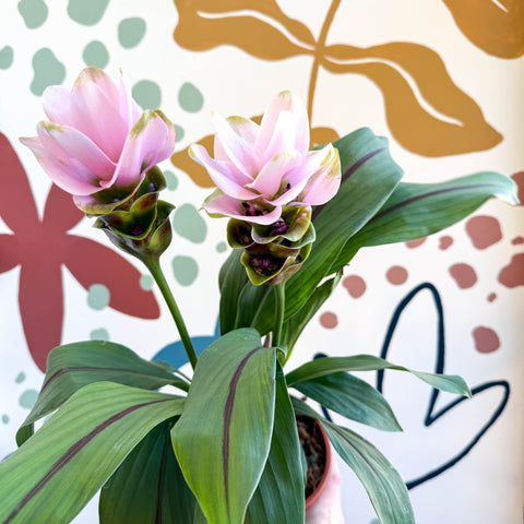 Curcuma – Hidden Ginger / Siam Tulip - Sprouts of Bristol