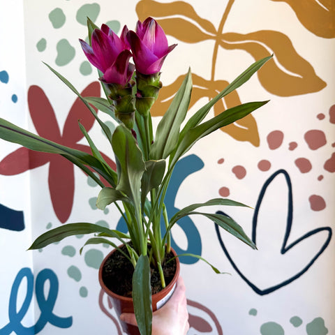 Curcuma – Hidden Ginger / Siam Tulip - Sprouts of Bristol