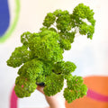 Curly Parsley - Petroselinum crispum 'Frisado' - British Grown Culinary Herbs - Sprouts of Bristol