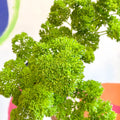 Curly Parsley - Petroselinum crispum 'Frisado' - British Grown Culinary Herbs - Sprouts of Bristol