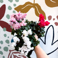 Cyclamen persicum ‘Merengue’ - Mixed Colour Ruffled Florist Cyclamen - Sprouts of Bristol