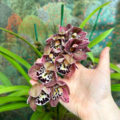 Cymbidium – Dark Pink Spotty Boat Orchid - Sprouts of Bristol