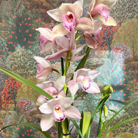 Cymbidium – Pale Pink Boat Orchid - Sprouts of Bristol