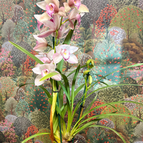 Cymbidium – Pale Pink Boat Orchid - Sprouts of Bristol