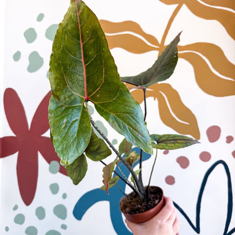 Cyrtosperma johnstonii / Alocasia ‘Black Jack’ - Sprouts of Bristol