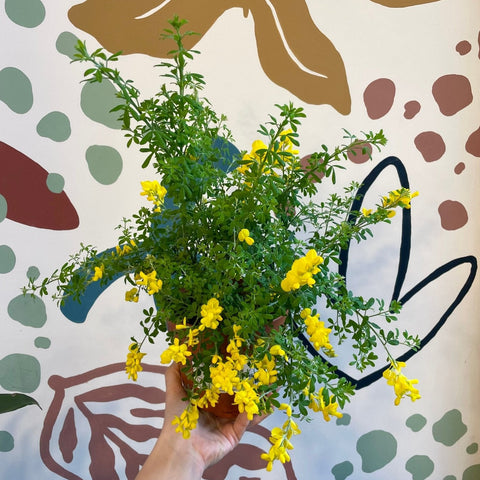 Cytisus – Yellow Flowering Broom Shrub - Sprouts of Bristol