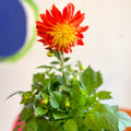 Dahlia 'Dalina Maxi Fireball (P)' - British Grown - Sprouts of Bristol