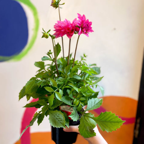 Dahlia 'Dalina Maxi Mendoza (P)' - British Grown - Sprouts of Bristol