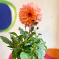 Dahlia 'Dalina Maxi Peach (P)' - British Grown - Sprouts of Bristol