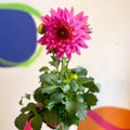 Dahlia 'Dalina Maxi Salinas (P)' - British Grown - Sprouts of Bristol