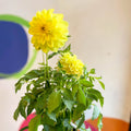Dahlia 'Dalina Maxi Sonora (P)' - British Grown - Sprouts of Bristol