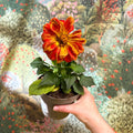 Dahlia - Mixed Colour - Sprouts of Bristol