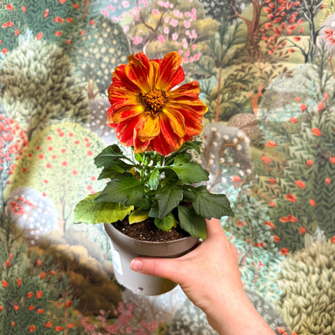 Dahlia - Mixed Colour - Sprouts of Bristol
