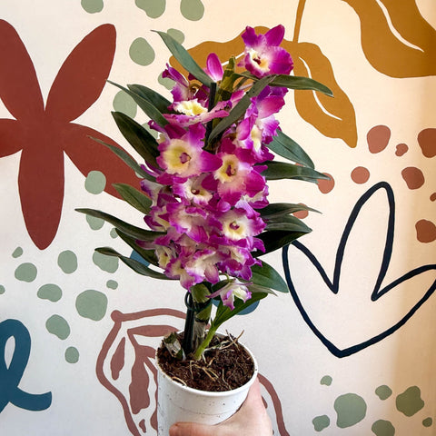 Dendrobium nobile 'Bouquet Purple Rain' - Noble Orchid - Sprouts of Bristol