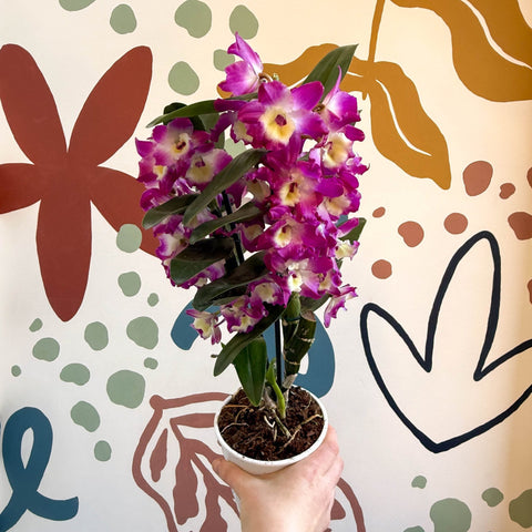 Dendrobium nobile 'Bouquet Purple Rain' - Noble Orchid - Sprouts of Bristol