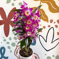 Dendrobium nobile 'Bouquet Purple Rain' - Noble Orchid - Sprouts of Bristol