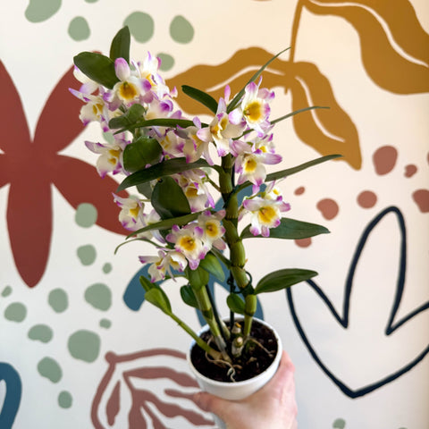 Dendrobium nobile 'Bright Eyes' - Noble Orchid - Sprouts of Bristol