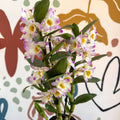 Dendrobium nobile 'Bright Eyes' - Noble Orchid - Sprouts of Bristol