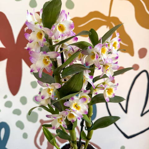 Dendrobium nobile 'Bright Eyes' - Noble Orchid - Sprouts of Bristol