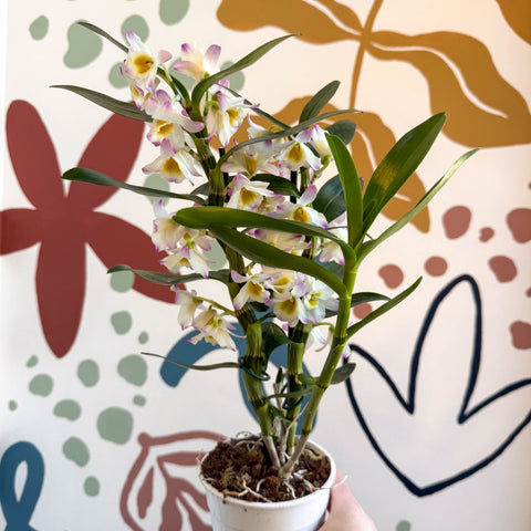 Dendrobium nobile 'Kumiko' - Noble Orchid - Sprouts of Bristol
