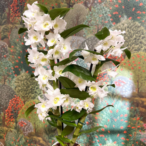 Dendrobium nobile - Noble Orchid - Sprouts of Bristol