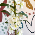 Dendrobium nobile 'Spring Dream Star Class Apollon' - White Noble Orchid - Sprouts of Bristol