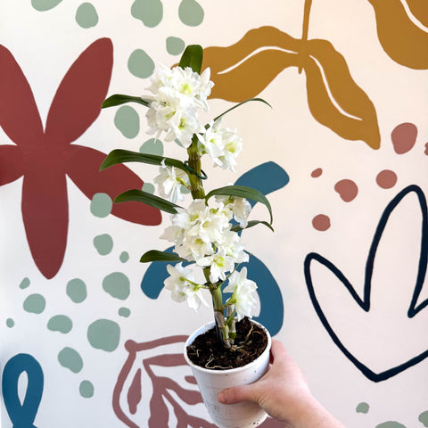 Dendrobium nobile 'Spring Dream Star Class Apollon' - White Noble Orchid - Sprouts of Bristol