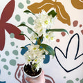 Dendrobium nobile 'Spring Dream Star Class Apollon' - White Noble Orchid - Sprouts of Bristol