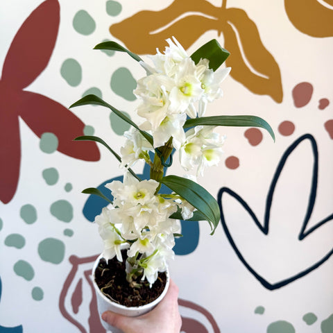 Dendrobium nobile 'Spring Dream Star Class Apollon' - White Noble Orchid - Sprouts of Bristol